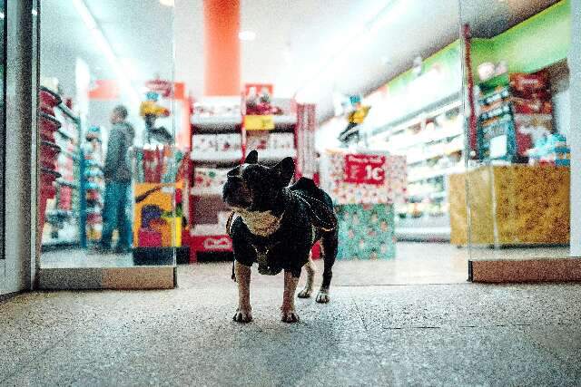 Qual &eacute; a sua opini&atilde;o sobre a presen&ccedil;a de pets em shoppings? Participe da enquete