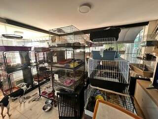 Parte das gaiolas onde gatos eram mantidos na residência (Foto: Divulgação | Decat)