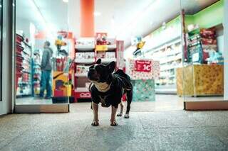 Cachoro em frente de loja, dentro de shopping (Foto: Divulgação/Petz)
