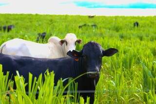 Novilhos precoces criados a pasto em propriedade rural de MS; abate pelo programa gera incentivos. (Foto: Divulgação)