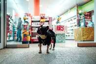 Maioria afirma ser contra presença de pets em shoppings 