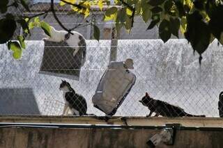 Gatos passeiam pelo muro da ONG esta manhã, no Coronel Antonino (Foto: Paulo Francis)