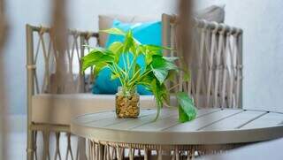 Plantas são ideias para decorar ambientes internos ou com pouca incidência de luz do sol (Foto: Alex Machado)