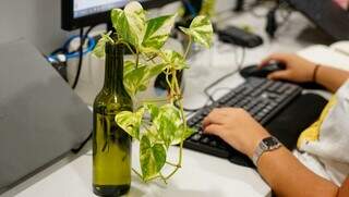Jiboia cultivada em garrafa de vidro higienizada virou item de coração em escritório (Foto: Alex Machado)