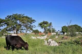 Vacas pastam em meio às ruínas das casas populares derrubadas no Vespasiano Martins (Foto: Paulo Francis)