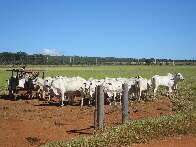 Protocolo define 11 critérios ambientais para compra de gado do Cerrado