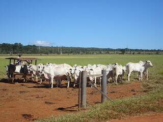 Gado criado a pasto em área de Cerrado no Centro-Oeste brasileiro. (Fotos: Arquivo/Embrapa)