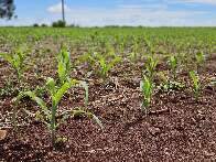 Plantio do milho em MS finaliza na região norte; produção deve cair 20% 
