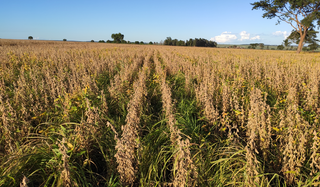 Sistema Antecipasto permite o cultivo consorciado da forrageira na entrelinha da soja. (Foto: Divulgação/Embrapa)