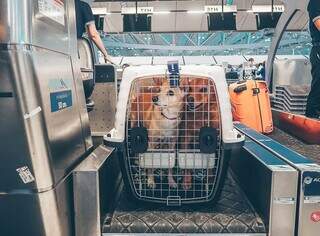 Cachorros em caixa de transporte, na esteira de aeroporto (Foto: Reprodução/Procon Goiás)