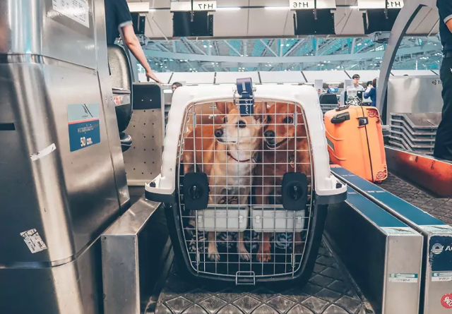 Para 57%, pets de grande porte devem ser transportados na cabine de passageiros