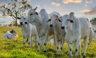 Rebanho bovino criado a pasto; vermifugação pode evitar perdas de até 20% na produção. (Foto: Divulgação)