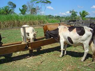 Vacas leiteiras recebem suplemento alimentar em propriedade brasileira. (Foto: Divulgação/Embrapa)