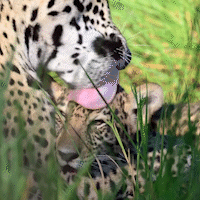 Cena fofa mostra delicadeza da mamãe onça com filhote no Pantanal