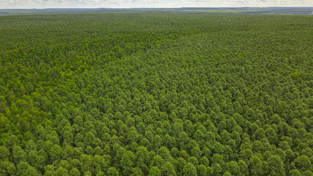 Grupo amplia florestas em 15% e aproxima-se de 300 mil hectares de eucalipto