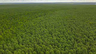 Floresta plantada pela Eldorado na região da Costa Leste de MS; empresa detém quase 25% de todo o eucalipto cutivado no Estado. (Foto: Divulgação)