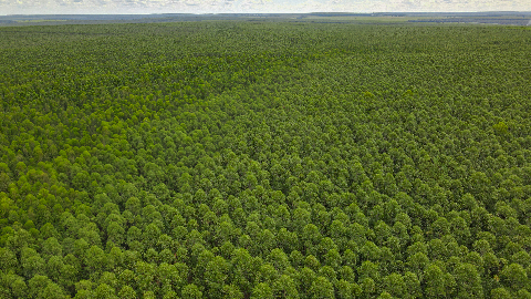 Grupo amplia florestas em 15% e aproxima-se de 300 mil hectares de eucalipto
