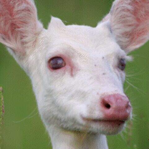 "Veado albino amadurece, ganha "galhada" e já anda sozinho no Pantanal"