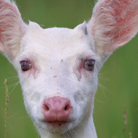 Cervo albino ‘adolesceu’, ganha galhada e já anda sozinha no Pantanal