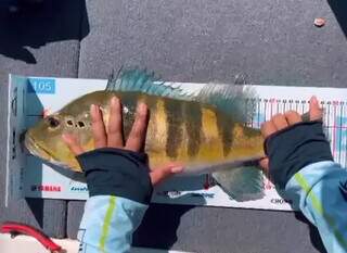 Competidor mede tucunaré azul, pescado neste sábado (Foto: Reprodução/Instagram)