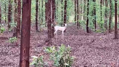 Raro em florestas, veado albino encontrou sombra extra de eucaliptos