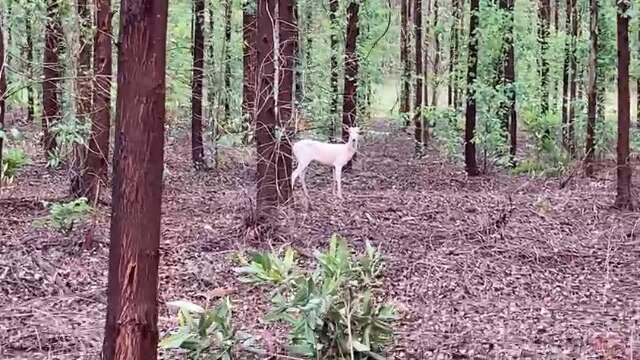 Raro em florestas, veado albino encontrou sombra extra entre eucaliptos 