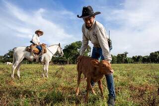 Bezerro pantaneiro que já nasceu de vaca Nelore na Reserva São Francisco (Bruno Henrique Grolli Carvalho/Divulgação)