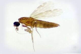 Mosquito-pólvora tem de um a três milímetros. (Foto: Divulgação/Fiocruz Rondônia)