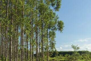 Empresa chilena já tem investimentos no Estado, plantando florestas de eucalipto (Foto: Divulgação/ Arquivo)