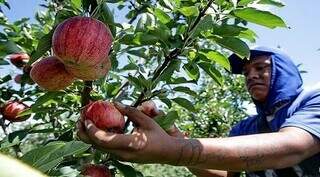 Indígena trabalhando em plantação de maçã na região Sul do país (Foto: Divulgação MPT-MS)