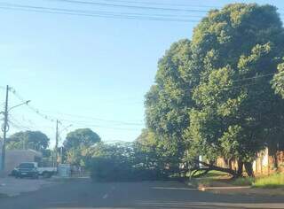 Galho de árvore no meio da rua atrapalha passagem de carros (Foto: Direto das Ruas)