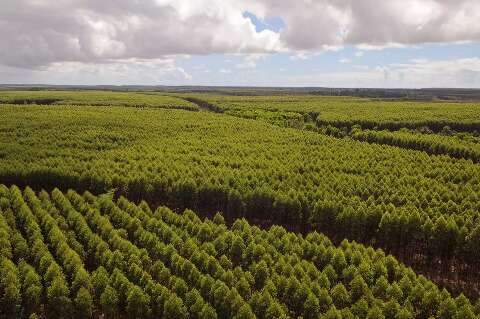 Possível fim de licença ambiental para eucalipto vai beneficiar o MS