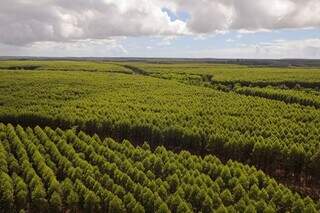 Há pouco mais de 1,28 milhão de hectares de eucalipto cultivados em 72 municípios (Foto: divulgação)