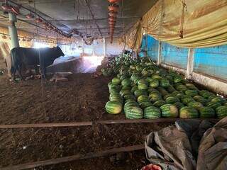 melancias retiradas de caminhão em barracão com buraco no chão para facilitar carregamento de maconha (Foto: Divulgação)