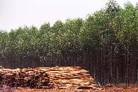Suspensão de licença ambiental para eucaliptos preocupa ambientalistas