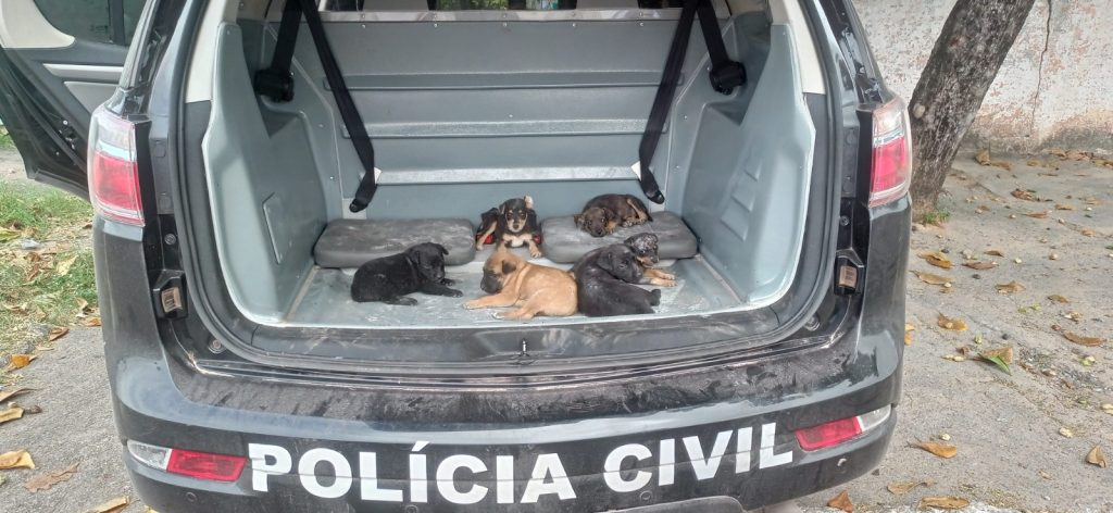 Operação resgata seis cães vítimas de maus-tratos e em situação