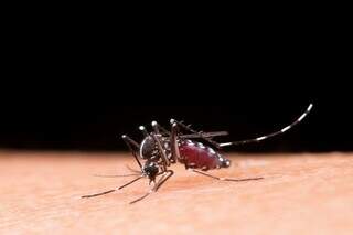 O Aedes aegypti. que transmite a dengue e também chikungunya e zika vírus (Foto: Divulgação/Portal do Governo Federal)
