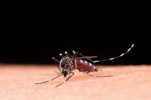 Pico de dengue fica para tr&aacute;s e casos est&atilde;o em queda em MS, analisa Minist&eacute;rio