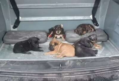 Operação resgata seis cães vítimas de maus-tratos e em situação precária