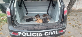 Animais foram resgatados pela Polícia Civil após denúncia anônima. (Foto: Reprodução/PCMS)