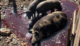 Porcos eram mantidos em condições irregulares antes do abate (Foto: Divulgação | PCMS)