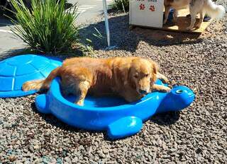 Local tem piscina para os cachorros se refrescarem. (Foto: Henrique Kawaminami)