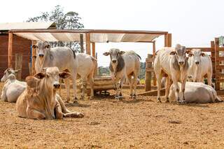 Modelo de confinamento de bovinos com utilização de sombreamento artificial, difundido pela Embrapa. (Foto: Divulgação/Embrapa)
