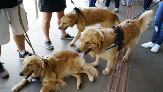 Lei sancionada na Capital obriga transporte de pets em ve&iacute;culos climatizados