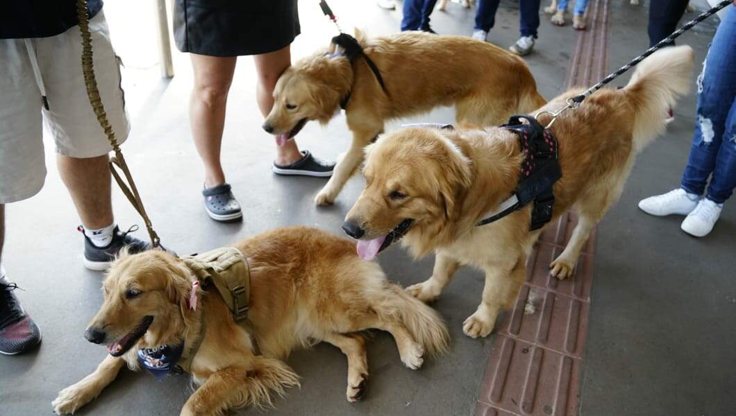 Lei sancionada na Capital obriga transporte de pets em veículos climatizados