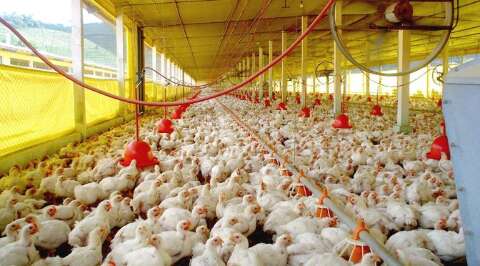 Alavancada pelo programa Frango Vida, avicultura de MS ocupa 8º lugar no País