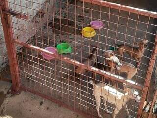 Cachorros em canil irregular (Foto: Divulgação)