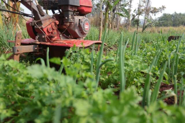 Governo de MS vai comprar alimentos da agricultura familiar para doa&ccedil;&atilde;o 