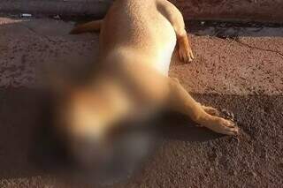 Um dos animais encontrados mortos em bairro de Maracaju. (Foto: Divulgação)
