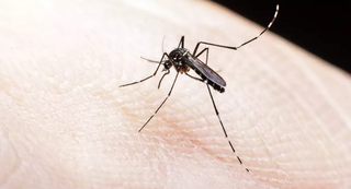 O mosquito transmissor da dengue, Aedes aegypti. (Foto: Arquivo/Agência Brasil)